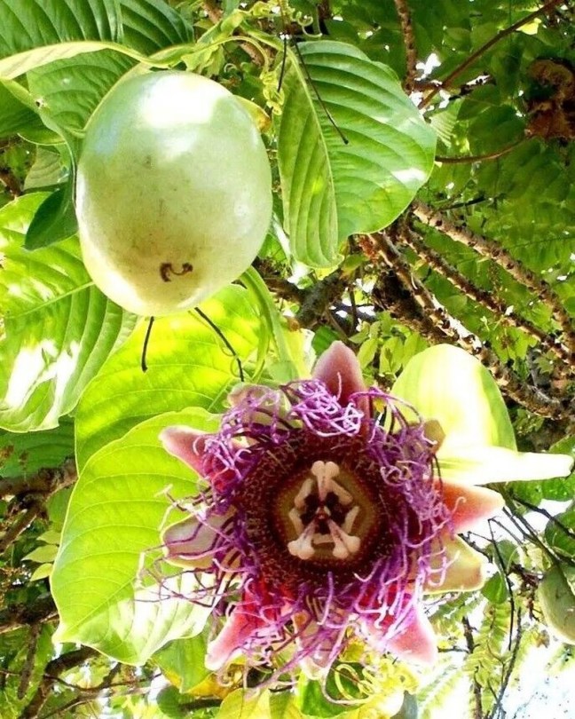 Óriás granadilla - Barbadine, Passiflora quadrangularis , fagyérzékeny, gyümölcs